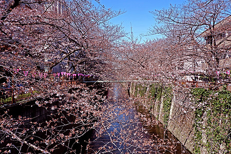 城市河流 传统灯光和樱花花花朵 自然 旅行 樱桃图片