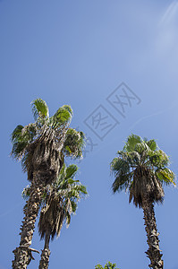 西班牙巴塞罗那蓝天的棕榈树与稀薄的云层 美丽的蓝色晴天 树棕榈树在炎热的夏日对着天空 长廊 旅行图片