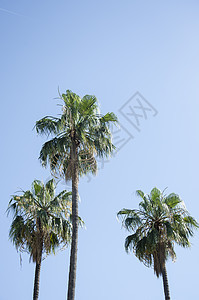 西班牙巴塞罗那蓝天的棕榈树与稀薄的云层 美丽的蓝色晴天 树棕榈树在炎热的夏日对着天空 耀斑 植物群图片