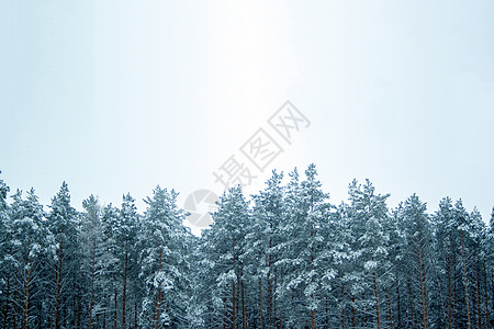 冰雪覆盖的松树 天 冰冷的 针叶 季节背景图片