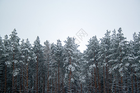 冰雪覆盖的松树 环境 寒冷的 圣诞节 冷杉 天空 风景背景图片