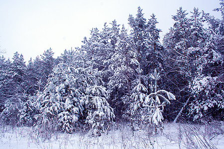 冰雪覆盖的松树 霜 季节 天空 美丽的背景图片