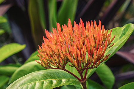 鲜花 百合 生长 植物群 天 花的 情人节 春天 花束图片