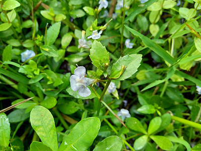  通常称为水复流 brahmi 百叶叶质可乐 优美草药 印度便士 天然植物 花 假马齿苋图片