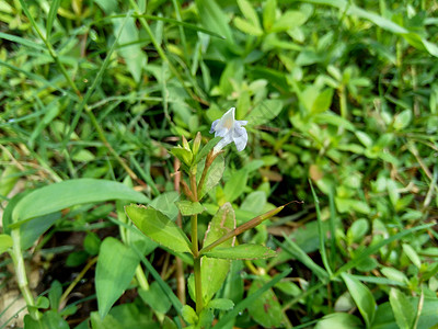  通常称为水复流 brahmi 百叶叶质可乐 优美草药 印度便士 天然植物 自然 枝条图片