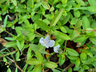  通常称为水复流 brahmi 百叶叶质可乐 优美草药 印度便士 天然植物 药品图片