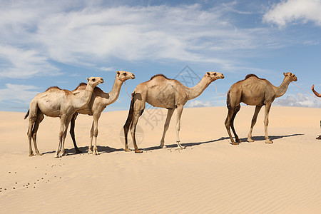 沙漠中的骆驼 旅游 高度 动物 家畜 文化宗教 沙漠居民 骑骆驼图片