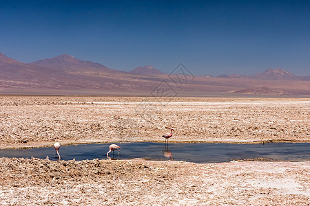 沙漠 智利 南美 泻湖 山谷 阿塔卡马 美丽的图片