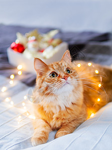 可爱的姜猫纠结在灯泡花环中 毛茸茸的宠物和带圣诞装饰品的盒子 新年前舒适的家 十二月 毛皮图片