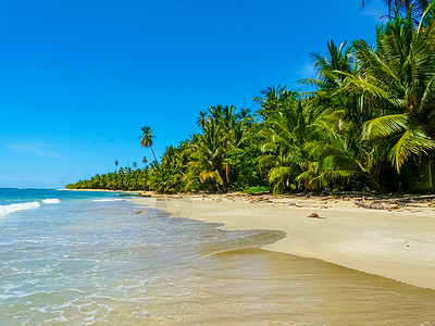 海洋球Cahuita国家公园海滩 天空 椰子 海岸 夏天背景