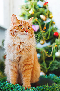 可爱的姜猫和圣诞树 蓬松有趣的宠物坐在新年装饰的毛皮树前 与地方的舒适假日背景为文本图片