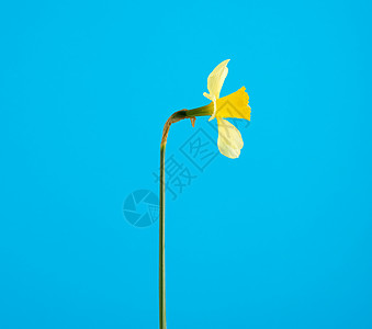 蓝底蓝的黄花朵 春花之花 植物 盛开 新鲜的 水仙花背景图片