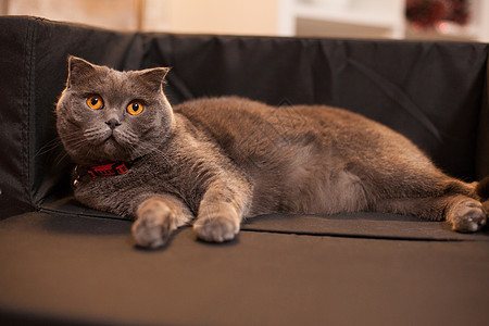 可爱的苏格兰式折叠 在她的床上 灰色的 猫科动物 快乐的图片