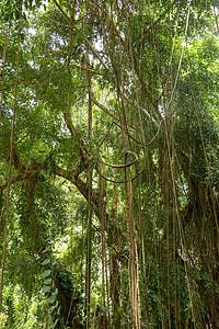 热带雨林中长满藤本植物的榕树 皇家陵墓谷的橡胶无花果或橡胶布什 橡胶树橡胶厂印度橡胶布什 根系 紫色的图片
