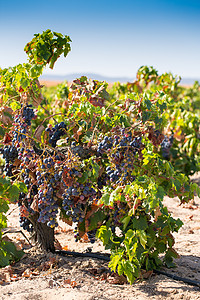 有成熟葡萄的藤园酒 准备采摘 饮料 自然 水果图片