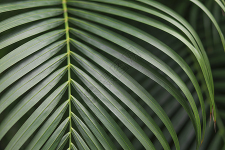 绿色槟榔叶背景图片