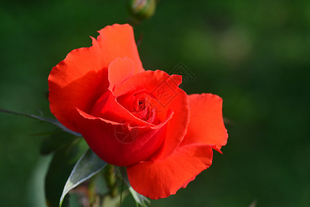 紧贴美丽的红玫瑰花朵 玫瑰花园 夏天 情人节 爱图片