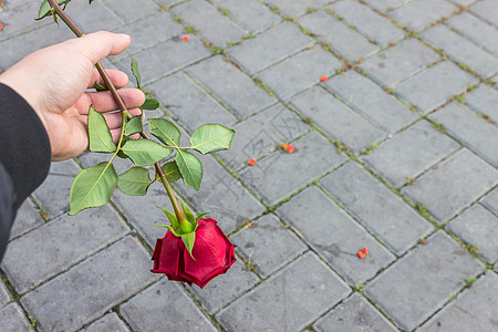 园丁手里握着红玫瑰 放下来把它扔掉 笑声 图片