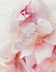 粉色牡丹花作为假日品牌的抽象花卉背景 晋升图片