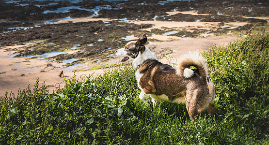 小彭布罗克狗威尔士科吉斯在海滩上行走 宠物友好图片