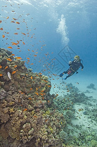 珊瑚礁上的Scuba潜水员图片