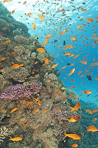 触目惊心的珊瑚礁场景 潜水 旅游 海洋 橙子图片