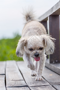 在木桥渡假时 狗欢乐 乐趣 沉思 聚甲醛 喜悦 天图片