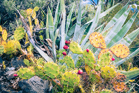 洛斯坎昆的热带仙人掌花园和黑沙滩 金丝雀 山图片