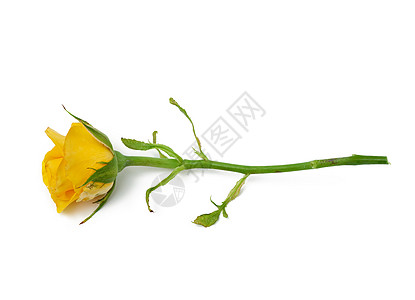 白色背景上孤立的黄花朵玫瑰背景图片