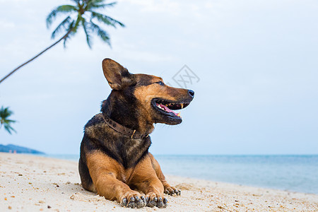 海滩上快乐的狗 自然 宠物 步行 海洋 太阳镜 犬类 动物图片