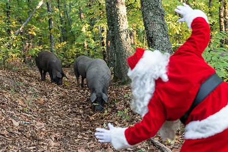 圣诞老人看猪的模样模糊不清 埃斯特雷马杜拉 有趣的 肉 季节图片