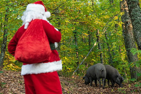 圣诞老人看猪的模样模糊不清 肉 假期 火腿图片