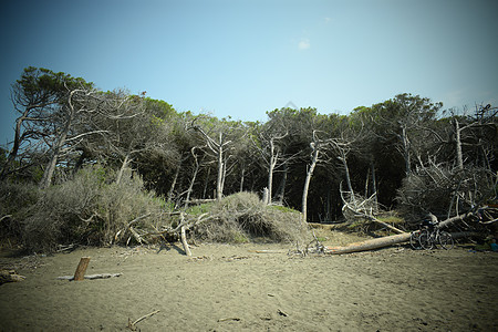 海边的松树和松林 Maremma 托斯卡纳 意大利 欧洲的海滩和海 木头 蒙蒙图片