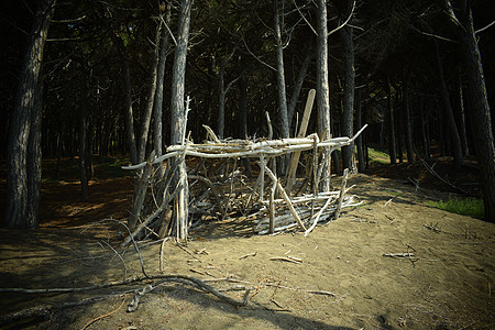 木建筑 海边的松树和松林 的海滩和海 Maremma 托斯卡纳 意大利 欧洲 蒙蒙 美丽的图片