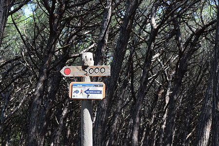 在意大利托斯卡纳托斯卡纳 Maremma 的 Maremma 的海边 海滩和大海上的松树和松林中签名图片