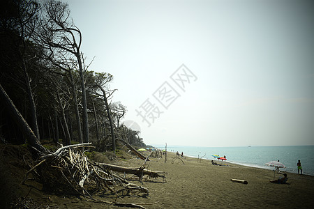 海边的松树和松林 Maremma 托斯卡纳 意大利 欧洲的海滩和海 马雷玛图片