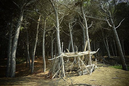 潜浮木建筑 海边的松树和松林 的海滩和海 Maremma 托斯卡纳 意大利 欧洲 沙滩 美丽的背景