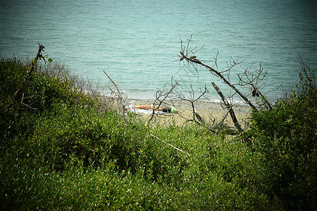 海边的松树和松林 Maremma 托斯卡纳 意大利 欧洲的海滩和海 通宝 皮内塔图片