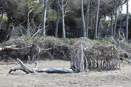 在海边的松树和松林的海滩上建造木结构 的海滩和海 Maremma 托斯卡纳 意大利 欧洲 海岸线 假期图片