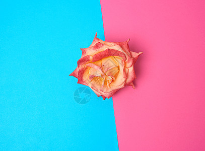 在彩色背景上盛开的粉红色黄玫瑰图片