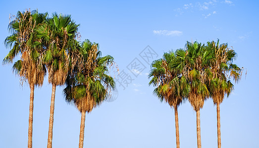 蓝天上的椰子棕榈树图片