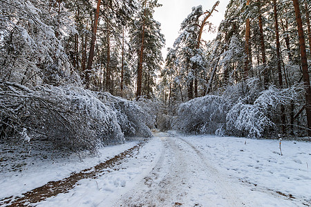 寒冬松林的风景 在阳光明媚的天气下被霜冻覆盖 圣诞节 云图片
