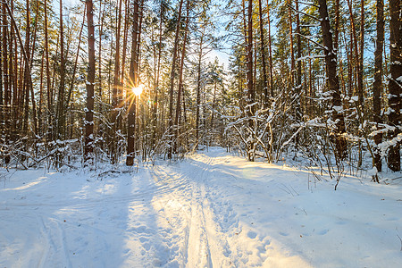 冬天在松林的美丽日出 森林 覆盖 十二月 早晨的太阳图片