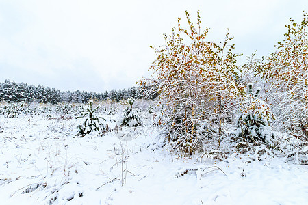 冬季森林地貌 季节 金子 霜 十二月 新鲜 天 松树背景图片