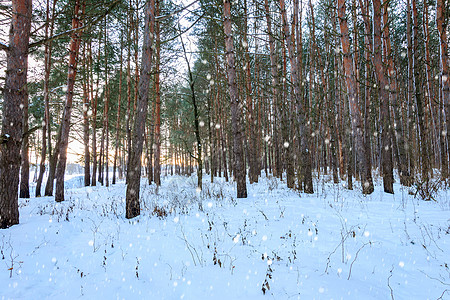冬季松林落雪 冰霜覆盖 晚上 蓝色的 衬套 早晨 季节图片