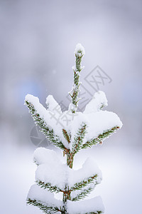 小寒冷树枝在冬季下大雪 树木枝叶覆盖 假期 花 芬兰背景