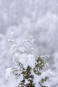 树枝在冬季下大雪 树木枝叶覆盖 路 早晨 天气高清图片