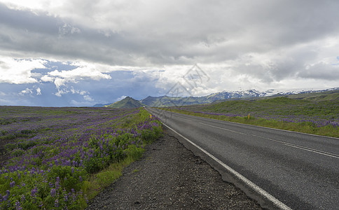 穿过山谷的柏油路 在空旷的北部乡村景观中 绿草如茵 山峦起伏 色彩缤纷的陡峭山脉 粉红色的羽扇豆花和壮观的天空 冰岛西部峡湾图片