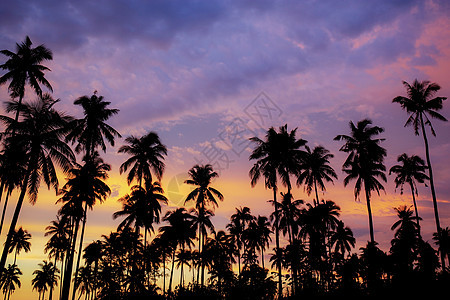 美丽的天空的棕榈树图片