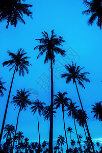 棕榈树在黑暗中与蓝天相伴图片
